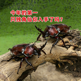 独角仙甲虫宠物成虫幼虫姬兜爬虫巨型超大个体兜虫花金龟活体锹甲