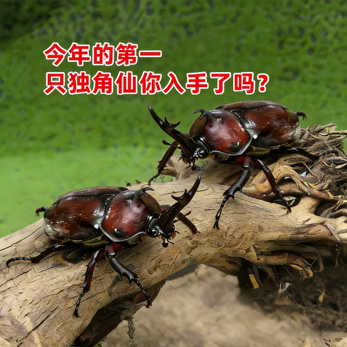 独角仙甲虫宠物成虫幼虫姬兜