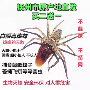 白额高脚蛛蜘蛛吃蟑螂灭杀小强蚊虫宠物害虫天敌防治蟑螂神器克星