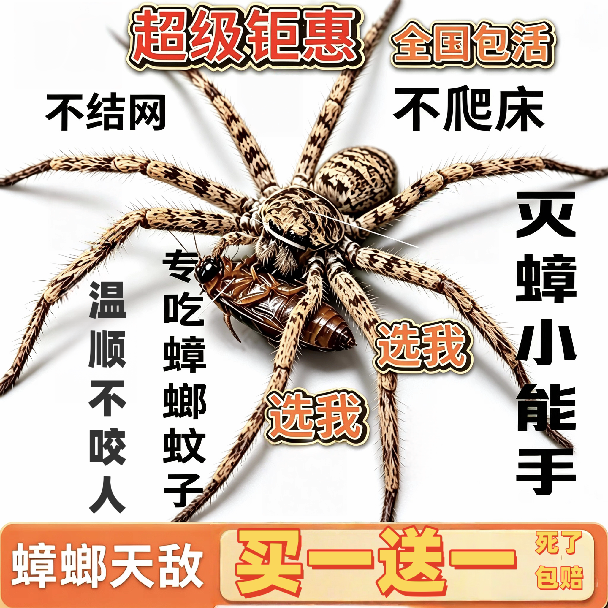 白额高脚蛛活体包活抓蟑螂神器