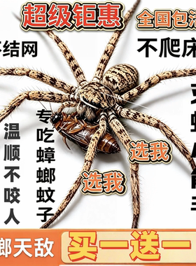 白额高脚蛛活体包活抓蟑螂神器