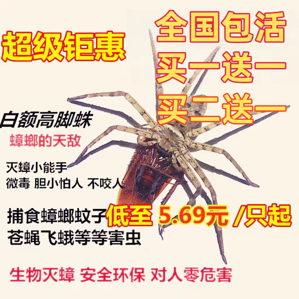 白额高脚蛛活体宠物蜘蛛抓蟑螂神器网红蜘蛛灭小强吃蚊虫包邮包活