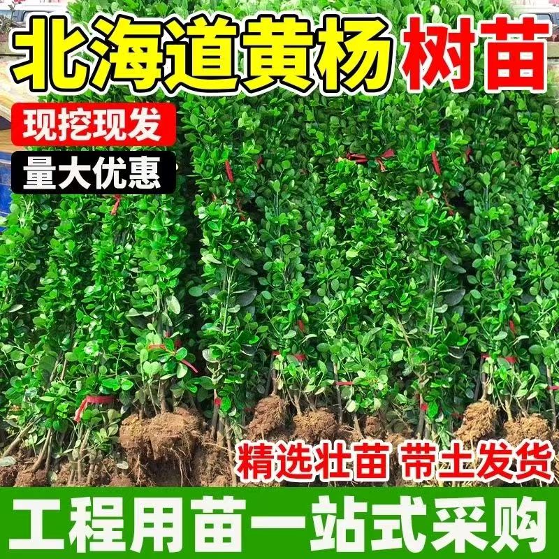 北海道黄杨冬青小苗围墙绿篱树苗四季常青庭院绿化苗木耐寒工程苗