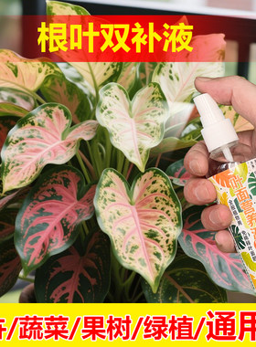 植物专用肥料盆栽枇杷树旺长生根促发新芽长新叶营养液叶面肥料
