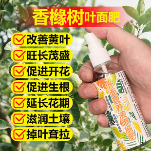 香橼树专用肥料佛手盆栽土壤营养液发黄卷曲枯萎防病虫害叶面肥料