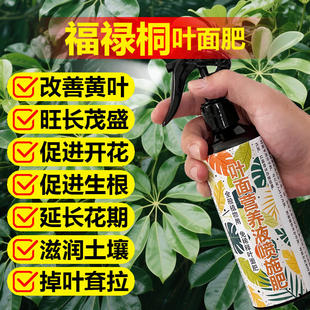福禄桐专用肥料绿植羽叶福禄桐树盆栽营养液有机肥颗粒水溶化肥料