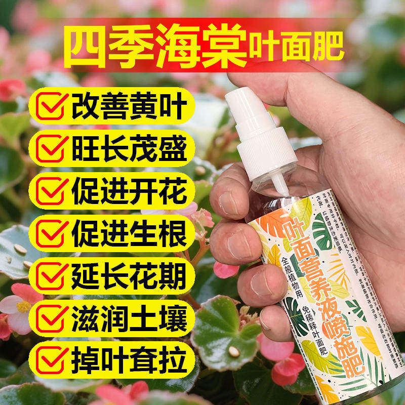 四季海棠花专用肥料土营养液焦边卷边掉光发黄边缘焦枯萎叶面肥料