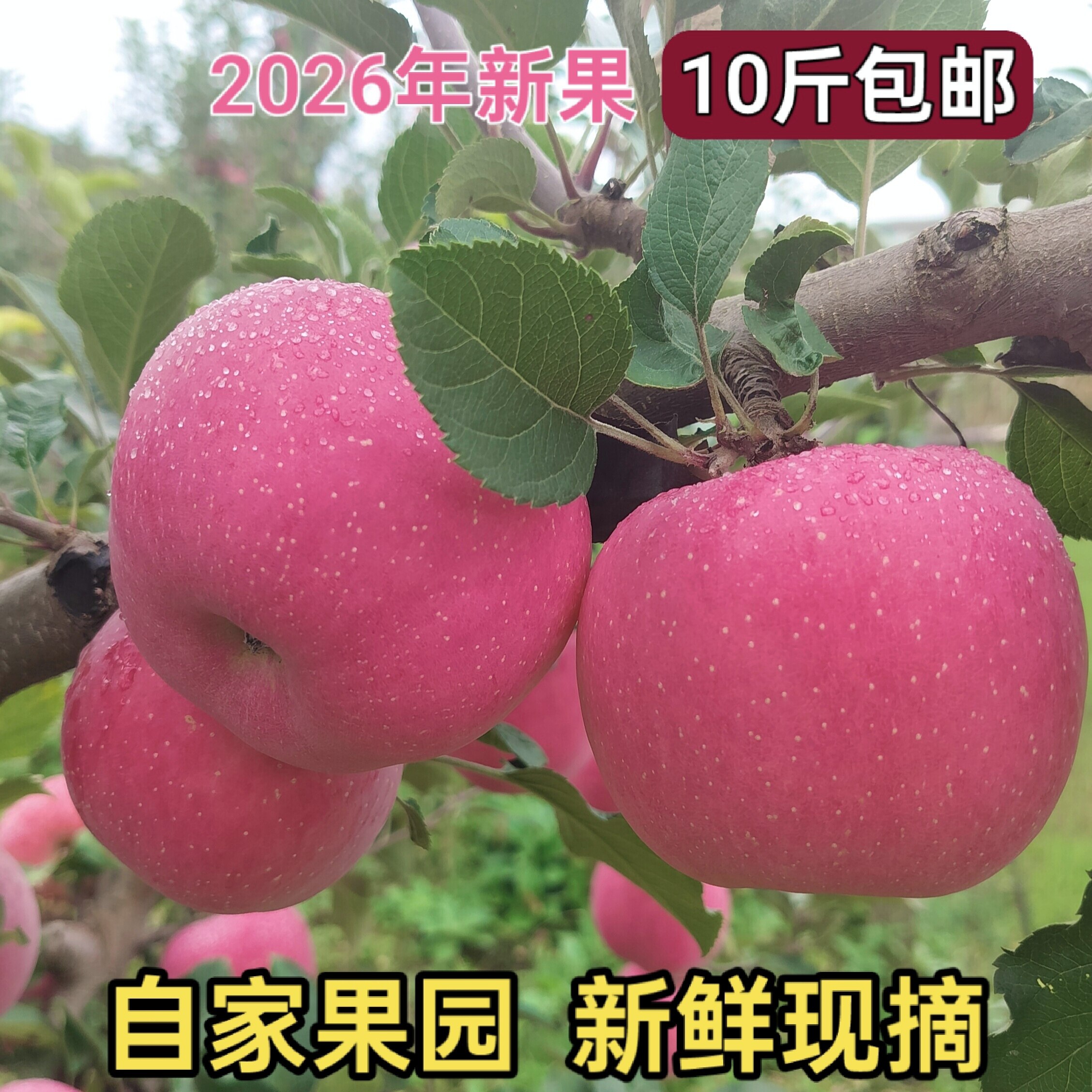甘肃天水高山精品红富士新鲜现摘
