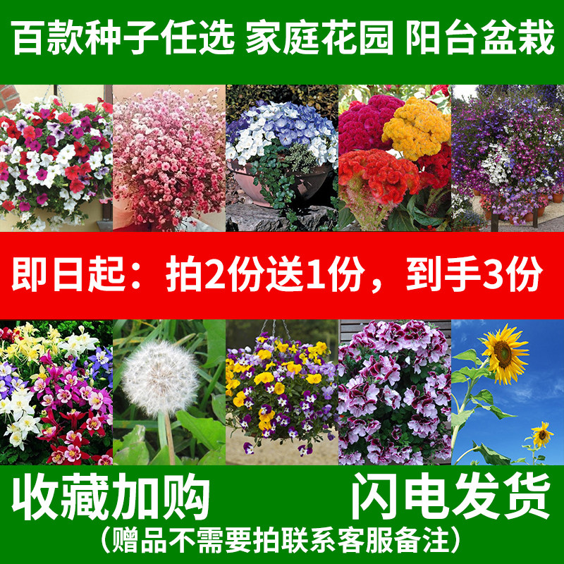 波斯菊百日草室内室外四季播种花种子易活花籽开花不断阳台花种子|msdalam kategori penghantaran bunga/bunga simulasi/tumbuhan berkebun, bunga/Buah-buahan dan sayur-sayuran/benih rumput (baru), benih rumah berkebun - dari Buy2taobao.com untuk memberikan perkhidmatan ejen Taobao profesional membeli