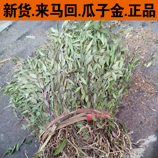 今年新货正品瓜子金中草药 来马回 勒马回 辰砂草 惊风草 女儿红