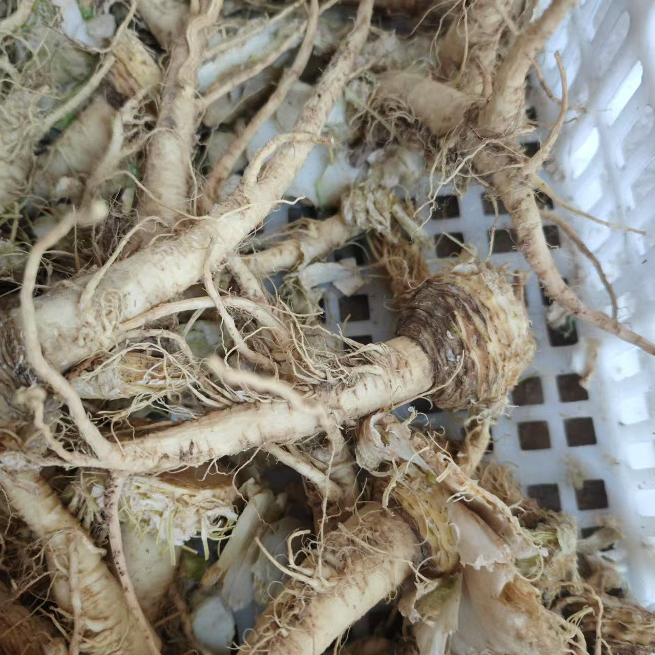 2026年新鲜白菜根农家自种蔬菜根 大白菜根农村包心菜根 青白菜根