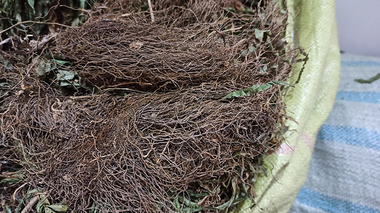 野生凤尾草根中药材鸡爪草根凤凰草根井栏草根鸡脚草根纯根部包邮