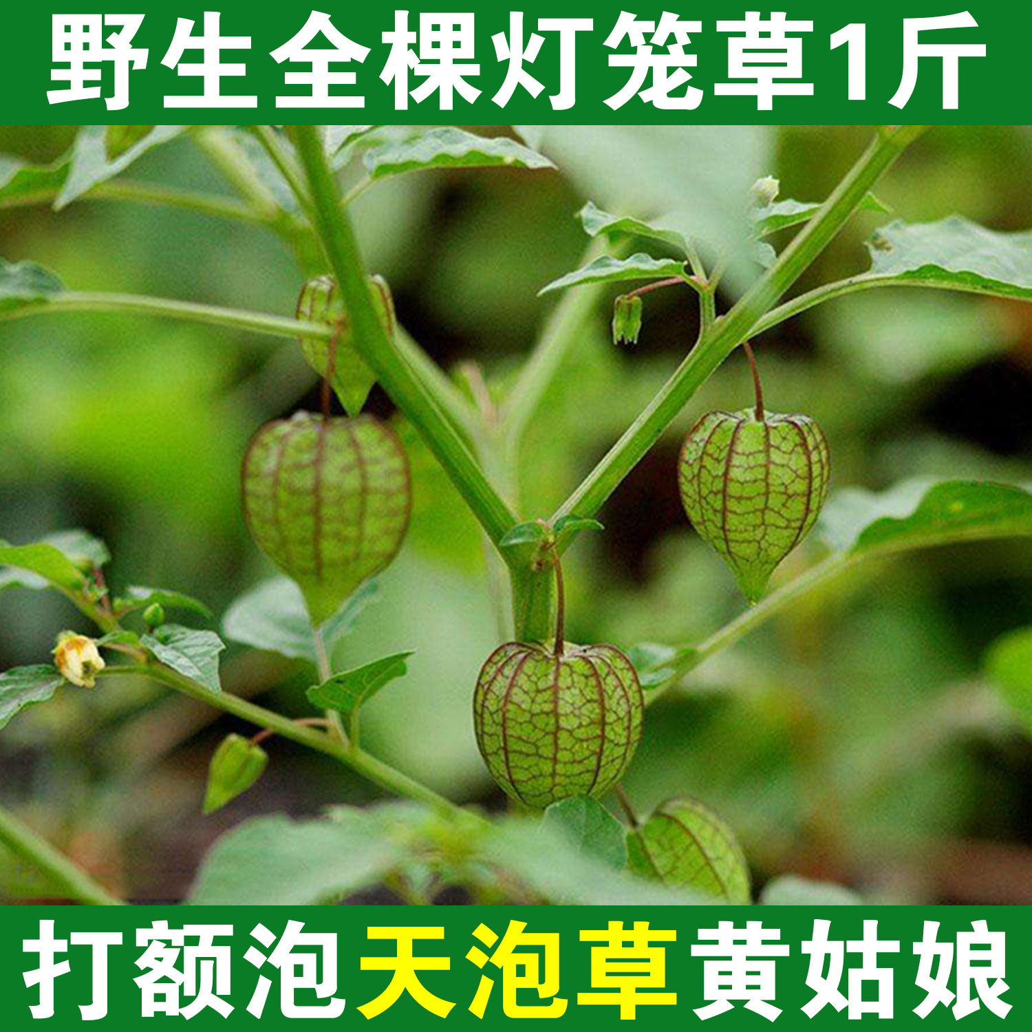 灯笼草天天泡红姑娘果打额泡中药