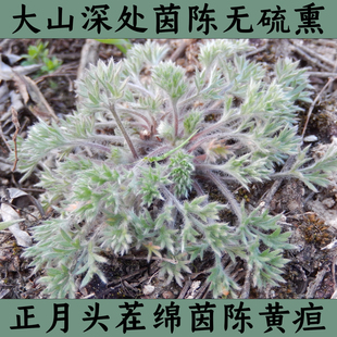 绵茵陈白毛蒿精选正月小茵陈整颗干净三月白蒿深山采摘自然晾干