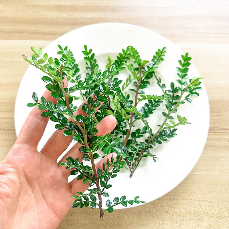 新鲜带枝清香木约50片/盒 胡椒木 酒店西餐日料烘焙摆盘装饰花草