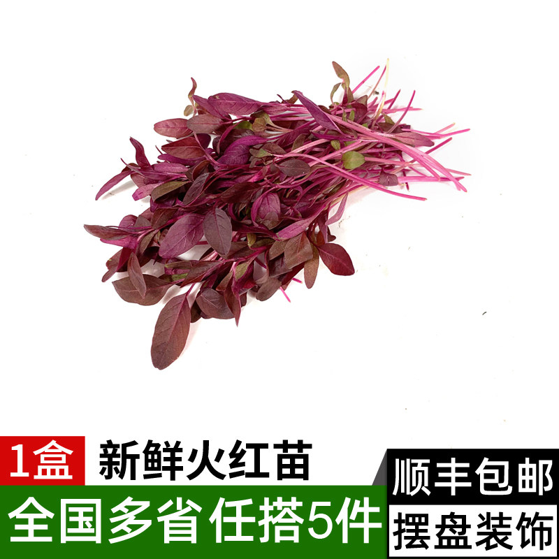 新鲜火红苗1盒 蔬菜斯卡纳苗可食用芽苗菜西餐摆盘装饰 5件包邮,水产肉类/新鲜蔬果/熟食,其它,淘宝优惠券,粉丝福利购,淘宝优惠卷