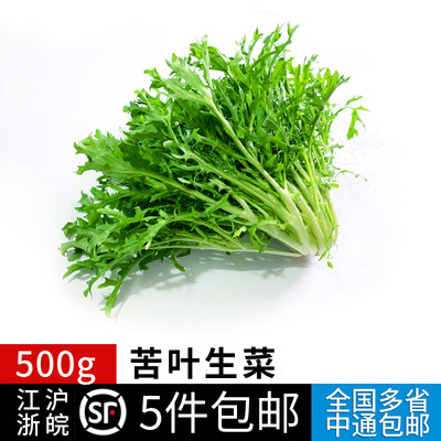 新鲜苦菊250g蔬菜沙拉食材