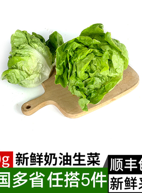 新鲜奶油生菜500g 波士顿生菜 新鲜蔬菜 西餐沙拉蔬菜配菜食材