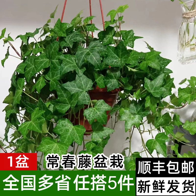 常春藤盆栽 好养植物长春藤垂吊兰吸甲醛水培爬藤挂常青藤绿植