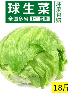 球生菜18斤装 包邮 汉堡用西餐新鲜蔬菜沙拉食材结球形圆型西生菜