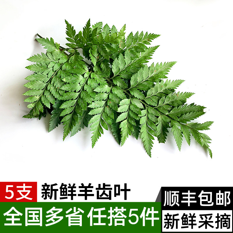 高山羊齿叶一扎5支 新鲜芒叶 草叶蕨 西餐日料摆盘装饰 满5件包邮