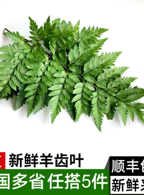 高山羊齿叶一扎5支 新鲜芒叶 草叶蕨 西餐日料摆盘装饰 满5件包邮