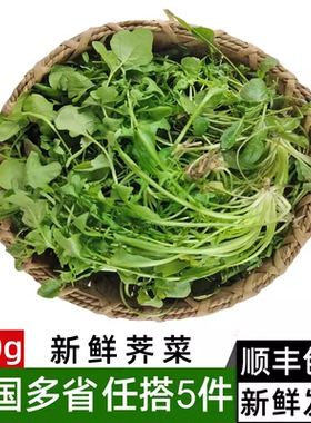 新鲜荠菜500g 农家蔬菜野菜现挖野生香荠菜新鲜菜馄饨饺子馅食材
