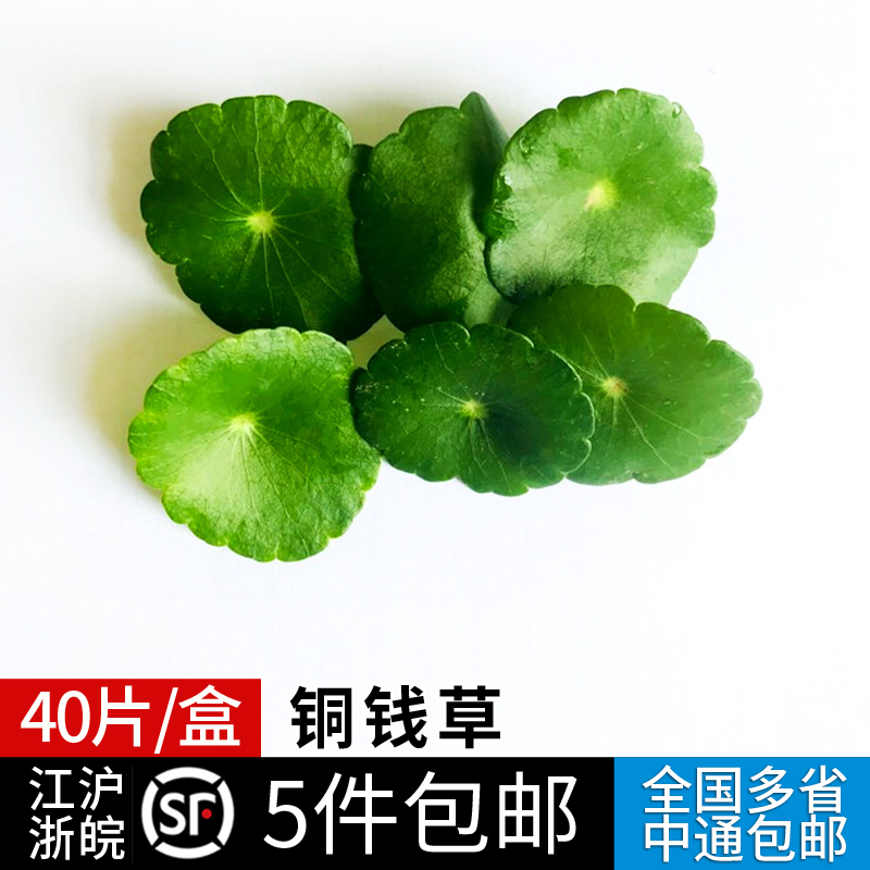 新鲜铜钱草30片/盒 小伞草叶片旱金莲叶西餐摆盘装饰 满5件包邮