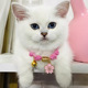 新款 英短防丢猫咪项圈金渐银渐防丢失宠物项链蓝猫脖圈小奶猫可用