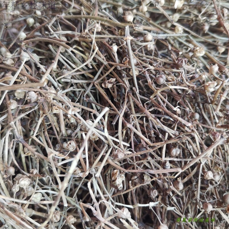 白花蛇草种植价格 白花蛇草种植图片 星期三