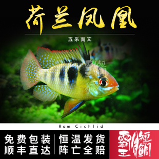 [霸王短鲷]荷兰凤凰鱼短鲷 皮瓦斯七彩凤凰波子鱼 荷兰凤凰鱼