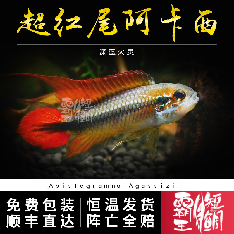 [霸王短鲷]蓝型AAA超红尾阿卡西短鲷活体 南美短鲷鱼活体热带观赏
