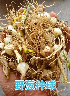 野葱种苗现挖小根蒜种球大脑瓜苗小山蒜野蒜薤白炒腊肉野葱炒蛋