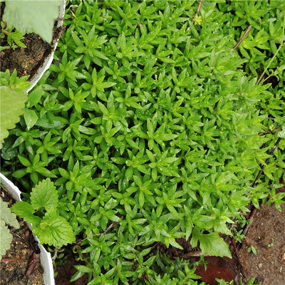 食用垂盆草盆栽中药材植物养肝草四季常青绿植清热解毒护肝易活