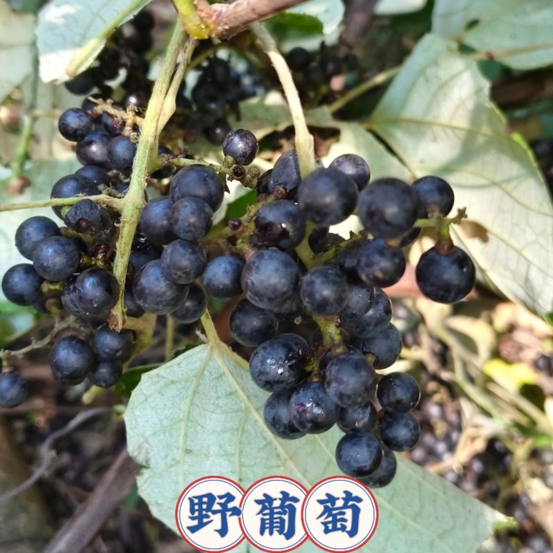 野生葡萄苗中草药苗湖北山葡萄苗爬藤葡萄苗四季种植葡萄苗粮酒