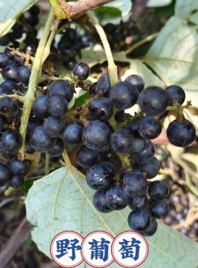 野生葡萄苗中草药苗湖北山葡萄苗爬藤葡萄苗四季种植葡萄苗粮酒
