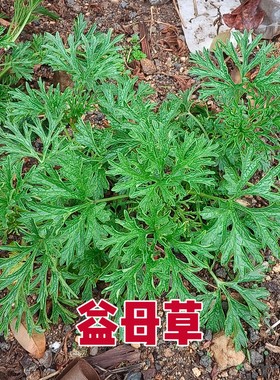 益母草苗新鲜现挖带根带土红花益母草苗月经云母草种植幼苗可盆栽