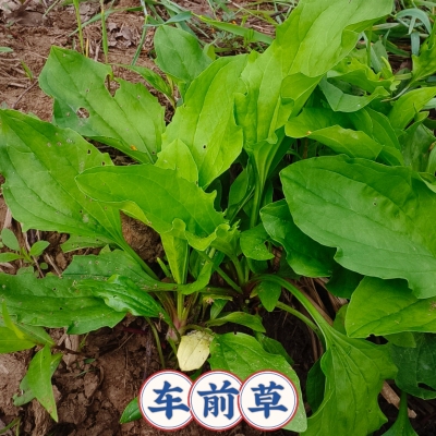 车前草苗绿植盆栽 牛舌菜 整株车前草中草药 车轮菜 食用绿植