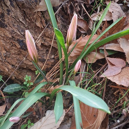 光慈菇苗老鸦瓣全棵又名双丫子纯天然可食用春天开花绿植盆栽食用