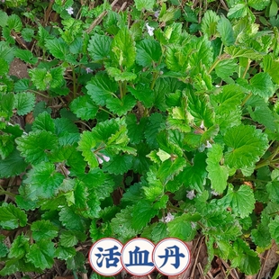 活血丹苗遍地香地钱儿钹儿草新鲜透骨消透骨风过墙风连钱草苗
