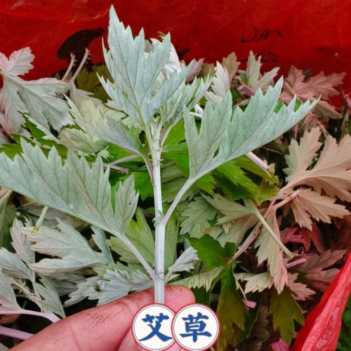 湖北艾草苗蕲艾野生艾药用纯种艾根野艾篙食用艾苗鲜活现挖艾草根