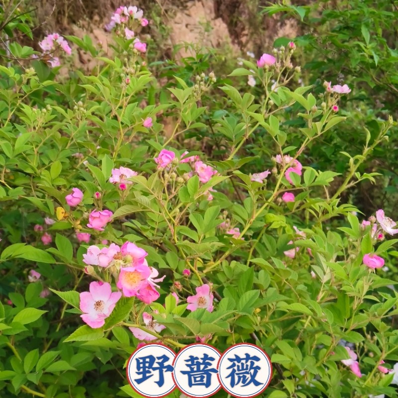 野蔷薇花苗爬藤野月季易活粉色多花野月季浓香鲜花苗易成活粉色