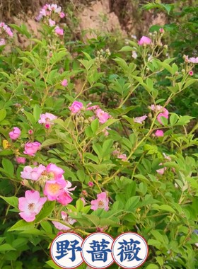 野蔷薇花苗爬藤野月季易活粉色多花野月季浓香鲜花苗易成活粉色