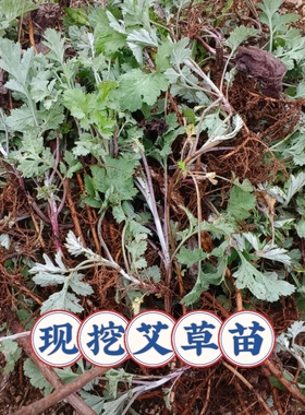 湖北艾草苗蕲艾野生艾药用纯种艾根野艾篙食用艾苗鲜活现挖艾草根