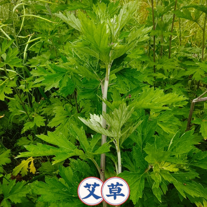 湖北新鲜野生艾草艾叶新鲜采摘蕲艾湖北艾绒草清明艾草叶无杆艾草
