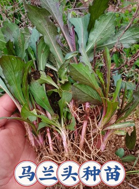 野生马兰头根苗原生态野菜种苗阳台盆栽菜园苗红梗马兰种根绿色