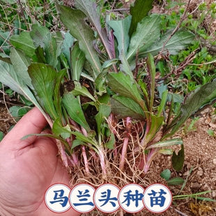 野生马兰头根苗原生态野菜种苗阳台盆栽菜园苗红梗马兰种根绿色