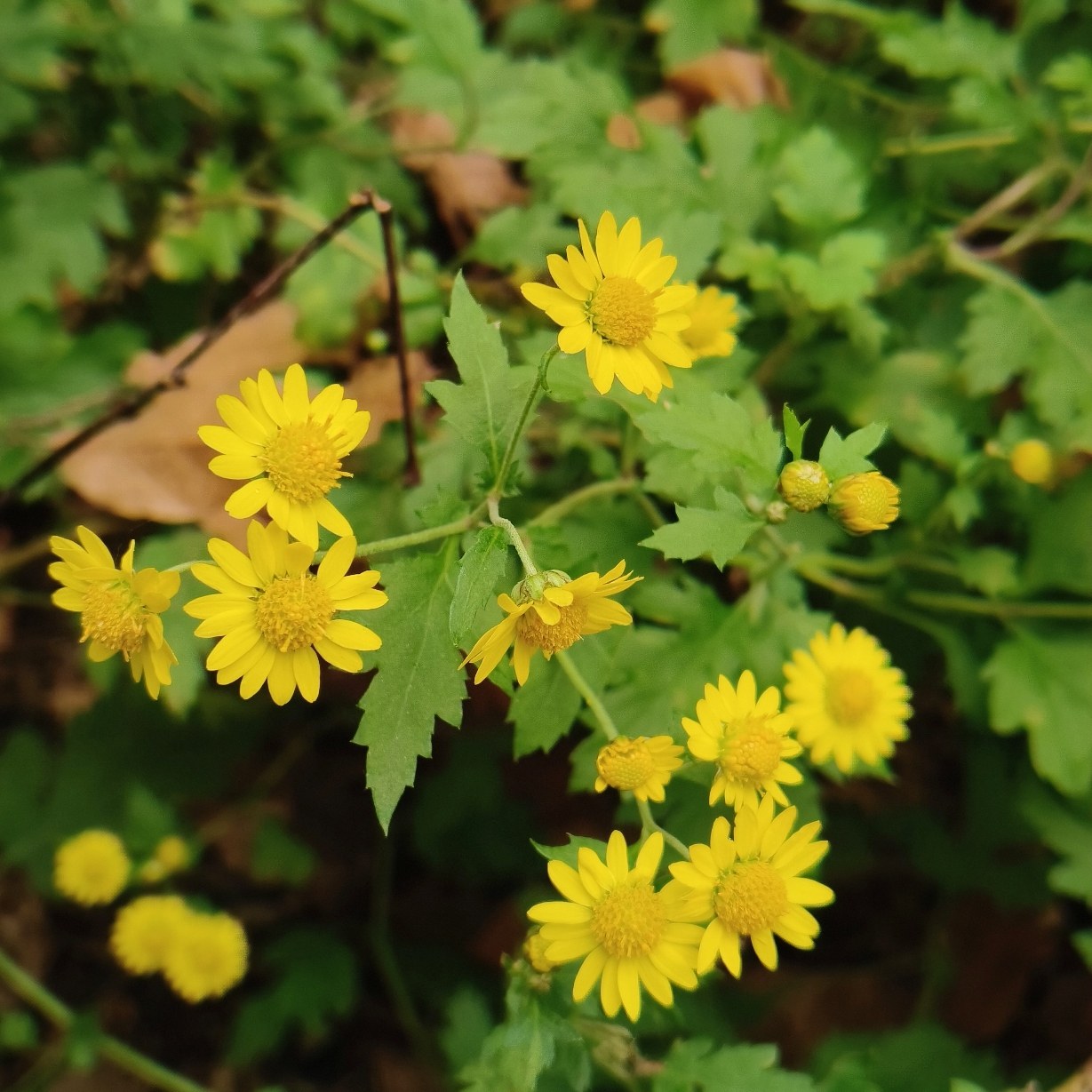 野菊花苗山菊花中药材苗新鲜野菊花可盆栽黄菊苗清肝火菊花苗种苗