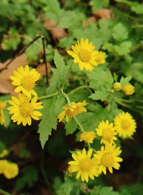 野生菊花湖北乡村绿色纯野生干菊花新鲜菊花桐柏山菊花泡茶喝去火