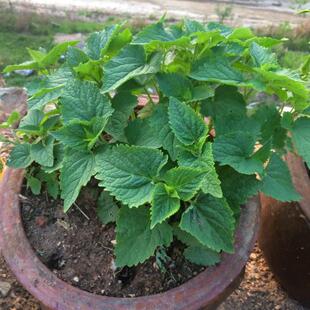 五香叶苗食用霍香苗 新鲜藿香苗 藿香盆栽 原土霍香苗五香叶 鱼香